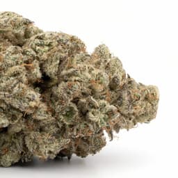 Deep Purple cannabis strain