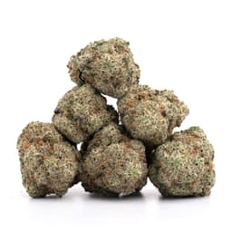 Dog Valley Haze cannabis strain