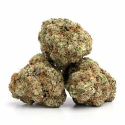Dog Walker OG cannabis strain