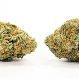 Dog Walker cannabis strain