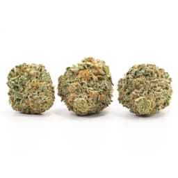 Donna OG cannabis strain