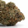 Early Purple Kush cannabis strain