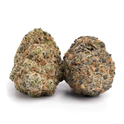 East Coast Sour Diesel cannabis strain