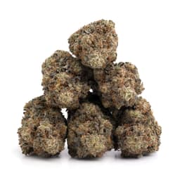 El Chapo OG cannabis strain
