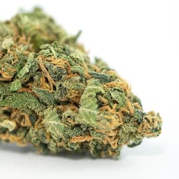 Elderberry Kush cannabis strain