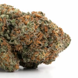 Emerald Cup OG cannabis strain