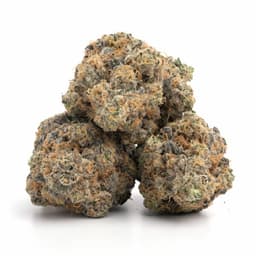 Emerald Jack cannabis strain