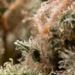 Empire Kush cannabis strain