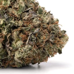 Extreme OG cannabis strain