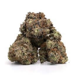 Fire Alien Kush cannabis strain
