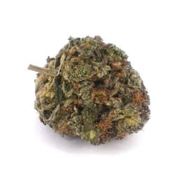 Fire Angel cannabis strain