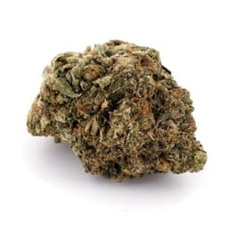 Fire Crotch cannabis strain