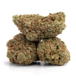 Florida Kush cannabis strain