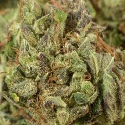 French Wedding Cake cannabis strain