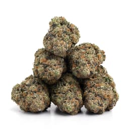 Frisco OG cannabis strain