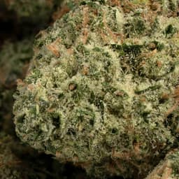 Frozen Grapes cannabis strain
