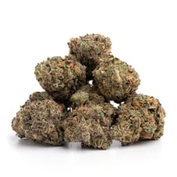 Fruit Punch cannabis strain