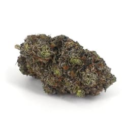 Funky Malawi cannabis strain