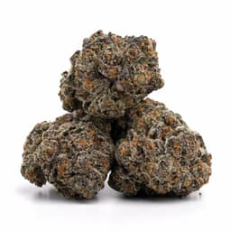 GMO Sherb cannabis strain
