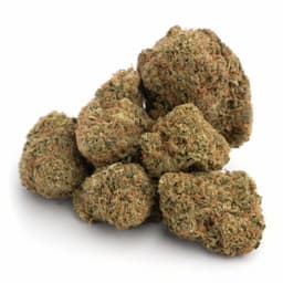 GMO x Jungle Cake #4 cannabis strain
