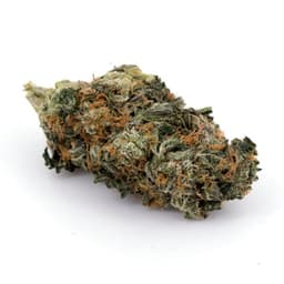 GMO x Lemon cannabis strain