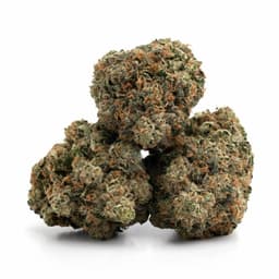 GSC OGKB cannabis strain
