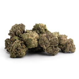 Gelato Glue cannabis strain