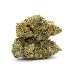Gelatti Runtz cannabis strain