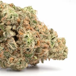 Ghost of Von Humboldt OG cannabis strain