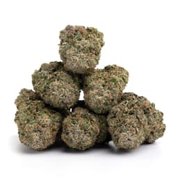 Girl Scout Candy cannabis strain