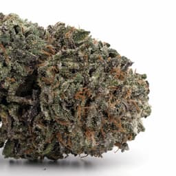 Goji OG cannabis strain