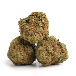 Gold Leaf OG cannabis strain