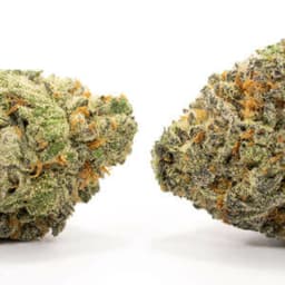 Golden Lemons cannabis strain