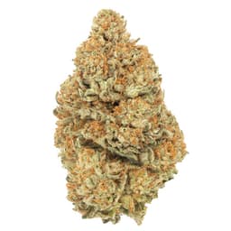 Golden Malawi cannabis strain