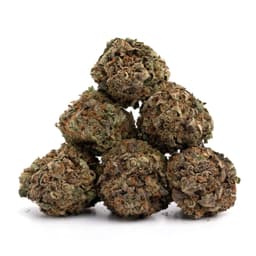 Gooberry cannabis strain
