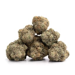 Gorilla Kush cannabis strain