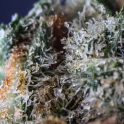 Grand Blueberry Pie cannabis strain