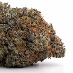 Grand Hindu cannabis strain