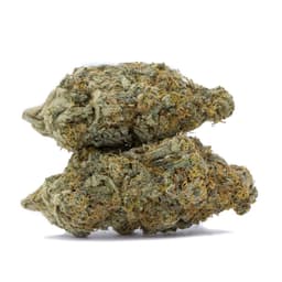 Grandpa Larry OG cannabis strain