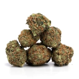 Grape OG cannabis strain