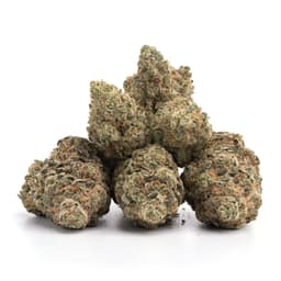 Grape OX cannabis strain