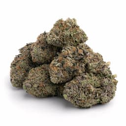 Grape Sorbet cannabis strain