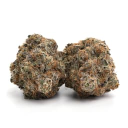 Grape Stomper cannabis strain