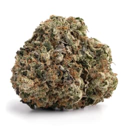 Zap Pack cannabis strain