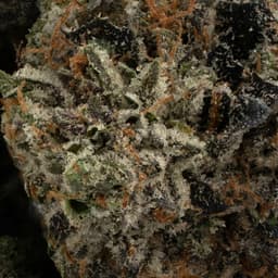 Grapes & Rainbows cannabis strain