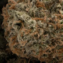 Guava Kush cannabis strain