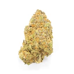 Gucci OG cannabis strain