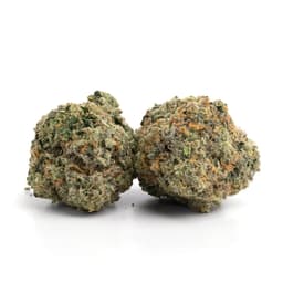 Guido Kush cannabis strain