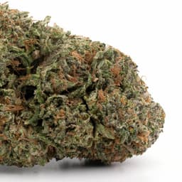 Gupta Kush cannabis strain