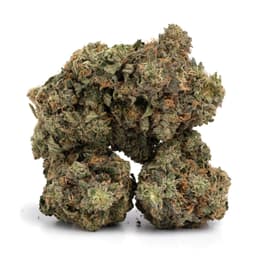 Gush Mints cannabis strain